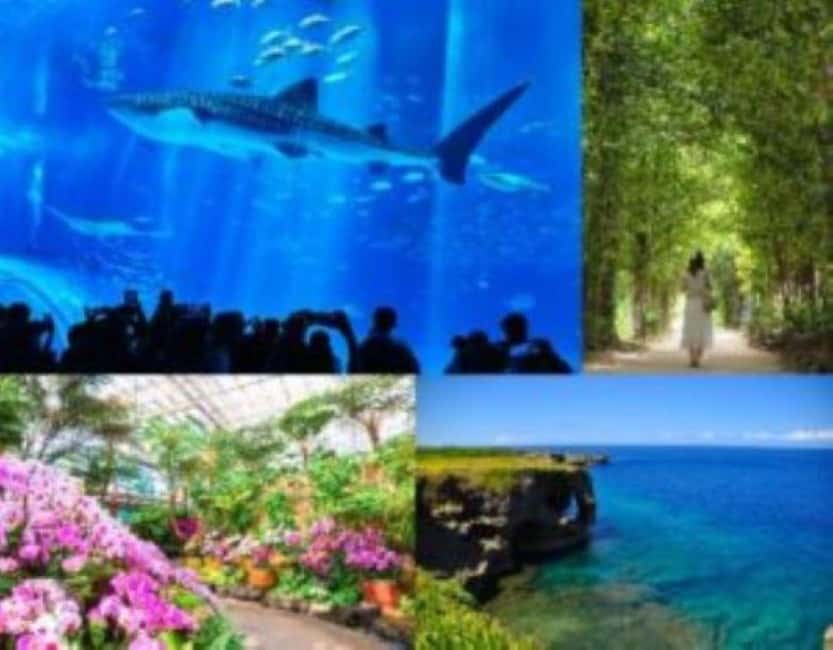 <1Dya Tour>Churaumi Aquarium, Cape Manzamo, American Village - Three hours at Ocean Expo Park