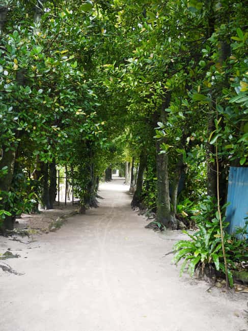 <1Dya Tour>Churaumi Aquarium, Cape Manzamo, American Village - Bise Fukugi Tree Road and its quiet shade