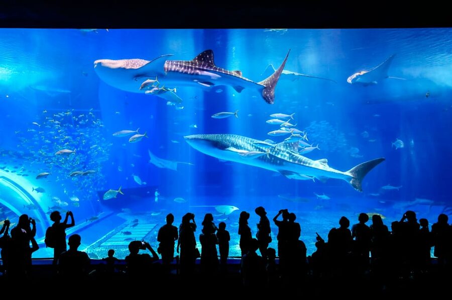 <1Dya Tour>Churaumi Aquarium, Cape Manzamo, American Village - Mihama American Village after the northern coast