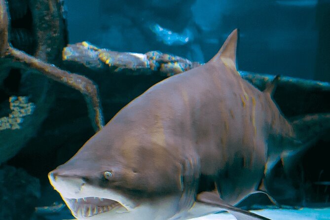 4-Hour Guided Antalya Aquarium Tour - Free time inside the aquarium