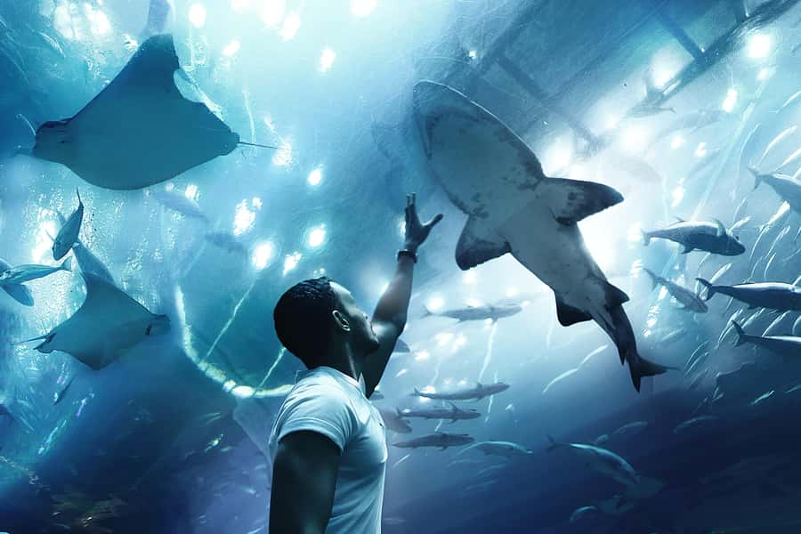 Abu Dhabi Mosque & Sea World Tour from Dubai - The coach ride from Dubai to Abu Dhabi
