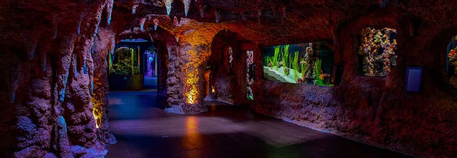 Abu Dhabi: National Aquarium Entrance Ticket - Key points before you book