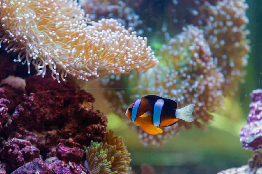 Abu Dhabi: National Aquarium Entrance Ticket - Beyond fish: puffins, birds, reptiles, and amphibians