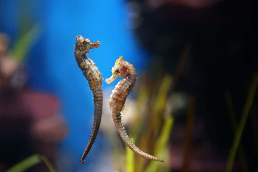 Abu Dhabi: National Aquarium Entrance Ticket - Conservation gives the visit more meaning