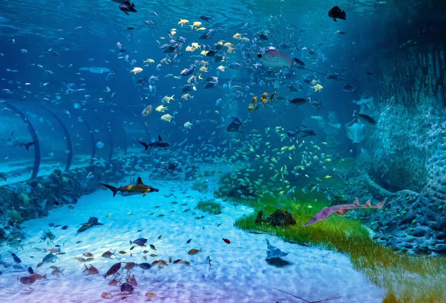 Abu Dhabi: National Aquarium Entrance Ticket - Families, children, and access