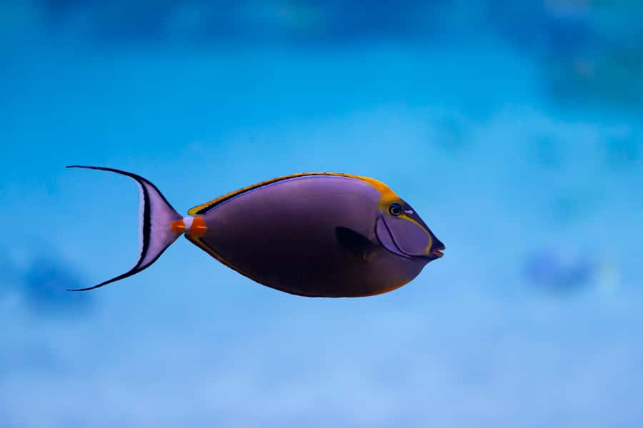 Abu Dhabi: National Aquarium Entrance Ticket - Is $29 a fair price?