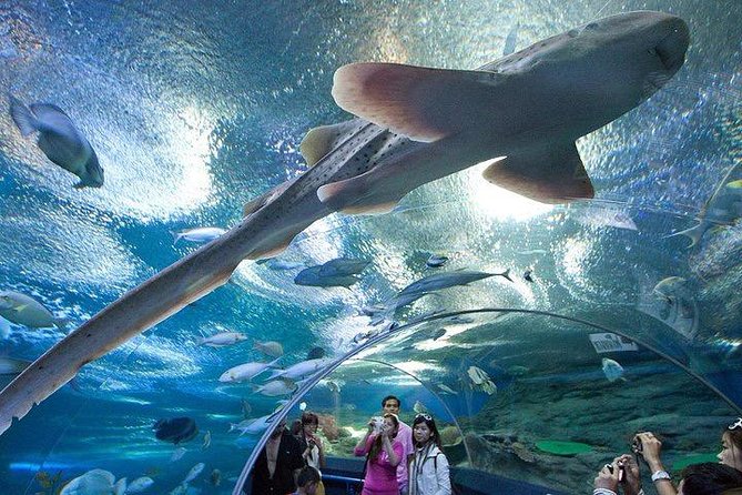 Admission Ticket to Underwater World Pattaya with Return Transfer - The 100-meter tunnel and the five zones