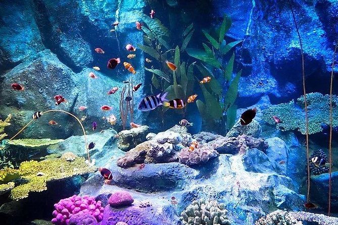 Admission Ticket to Underwater World Pattaya with Return Transfer - Pickup and return transfer simplify a short Pattaya outing