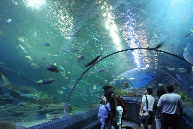 Admission Ticket to Underwater World Pattaya with Return Transfer - Is $53.31 fair for admission and transport?
