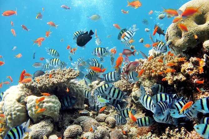 Admission Ticket to Underwater World Pattaya with Return Transfer - Who will enjoy this Pattaya outing most