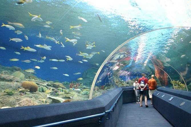 Admission Ticket to Underwater World Pattaya with Return Transfer - Koi feeding gives families something to do