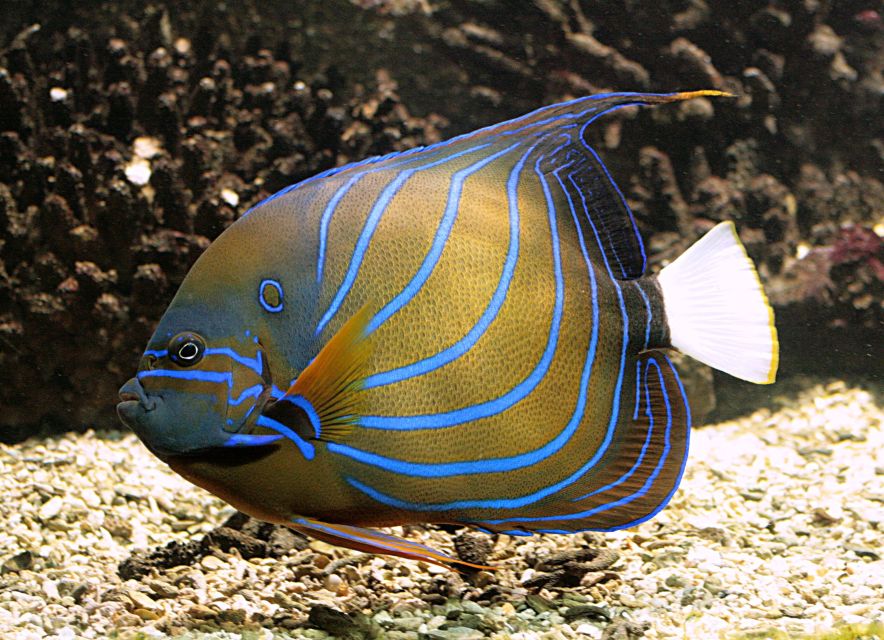 Algés: Vasco da Gama Aquarium Entry Ticket - Why this Algés aquarium feels different