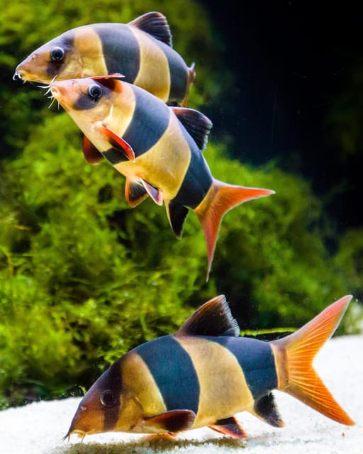 Almería: Aquarium Costa de Almería Entry Ticket - Key points before you book