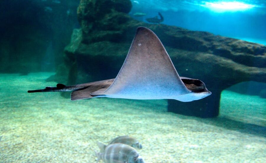 Almería: Aquarium Costa de Almería Entry Ticket - Walking through the underwater tunnel