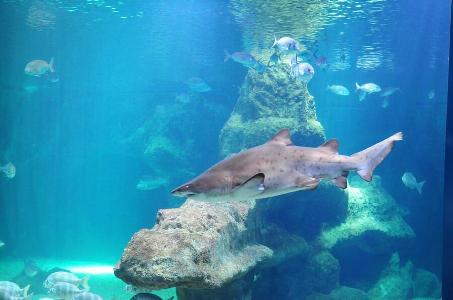 Almería: Aquarium Costa de Almería Entry Ticket - How long should you allow?