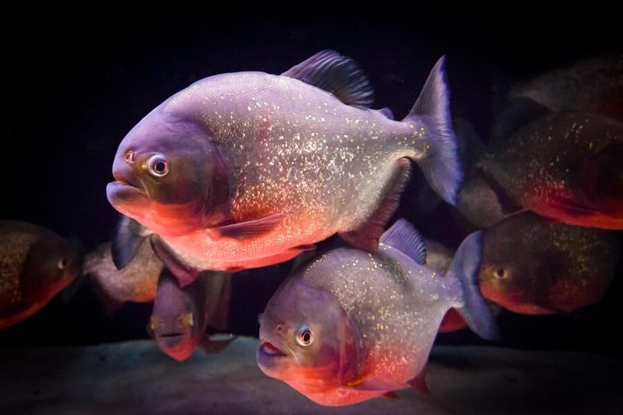 Almería: Aquarium Costa de Almería Entry Ticket - What the $27 ticket includes