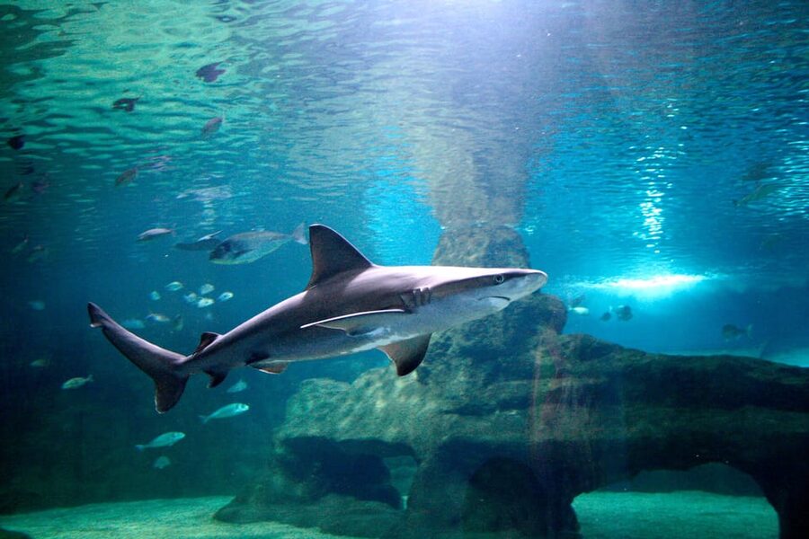 Almería: Aquarium Costa de Almería Entry Ticket - Choosing the right time and preparing your entry