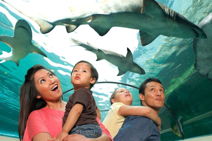 American Dream: SEA LIFE® Aquarium Entry Ticket - Key points to know before you go