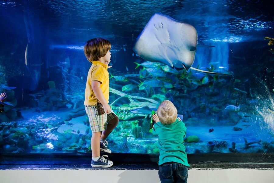 American Dream: SEA LIFE® Aquarium Entry Ticket - Who will enjoy this aquarium most?