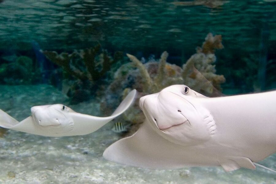 American Dream: SEA LIFE® Aquarium Entry Ticket - A city aquarium inside American Dream mall