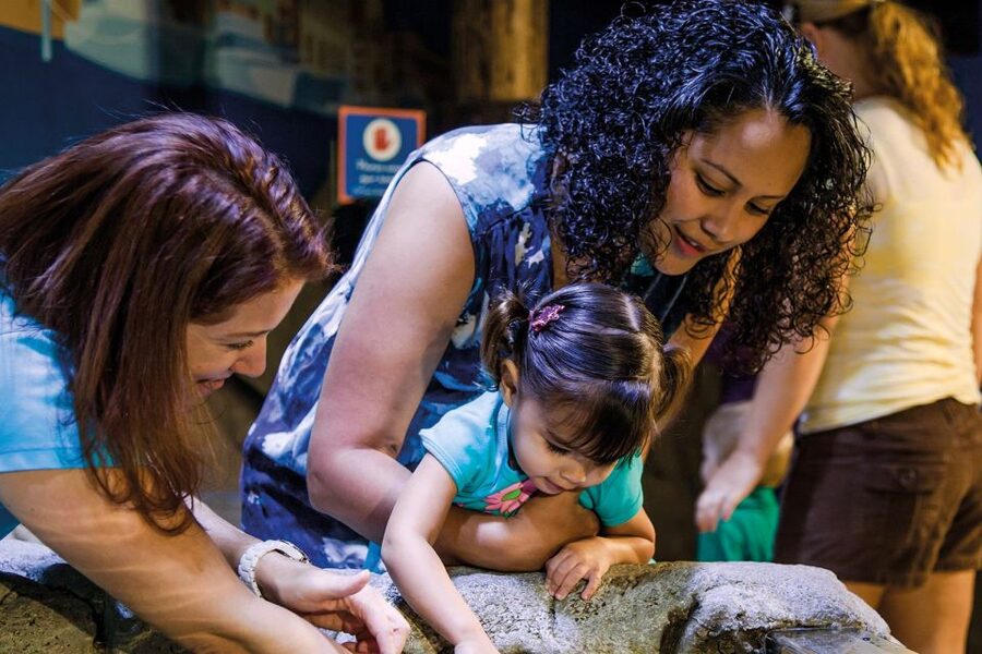 American Dream: SEA LIFE® Aquarium Entry Ticket - Seahorses, jellies, and the smaller displays