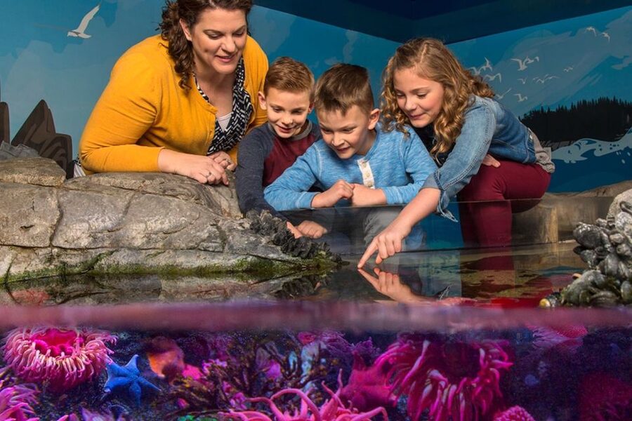 American Dream: SEA LIFE® Aquarium Entry Ticket - Yellow eels in the underwater rush hour