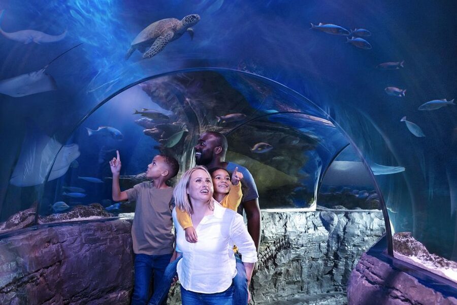 American Dream: SEA LIFE® Aquarium Entry Ticket - Rays, sharks, and the larger tanks