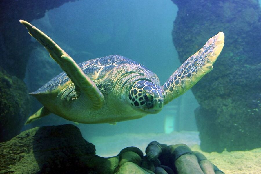 American Dream: SEA LIFE® Aquarium Entry Ticket - How much value does the $33 ticket offer?