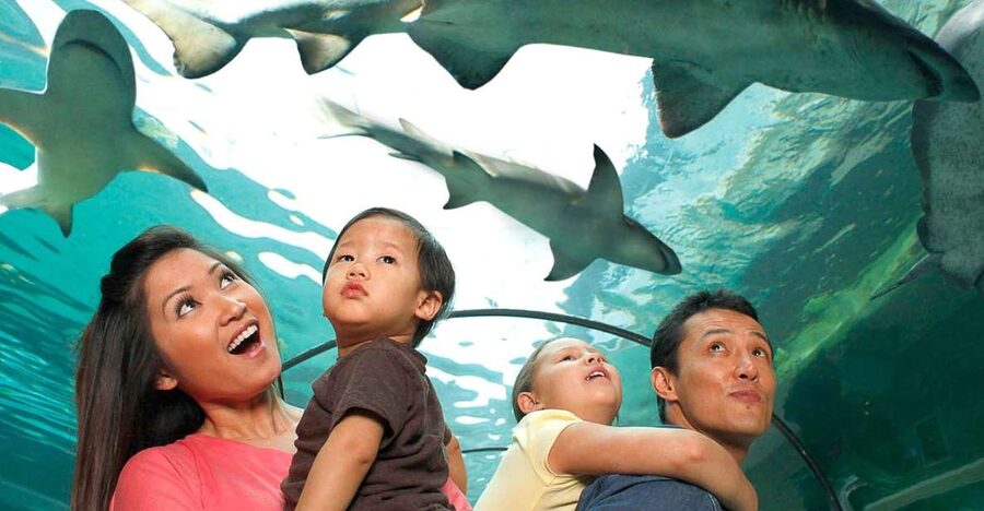 American Dream: SEA LIFE® Aquarium Entry Ticket - The New York themed route