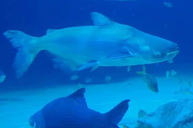 Angkor Wildlife & Aquarium Halfday tour - What the $29 price really covers