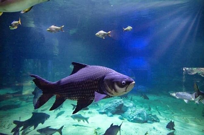 Angkor Wildlife & Aquarium Halfday tour - Why families may enjoy this outing