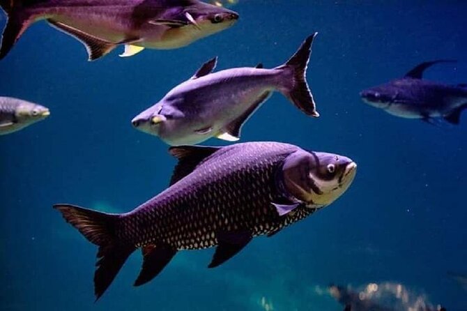 Angkor Wildlife & Aquarium Halfday tour - How it fits around temple days