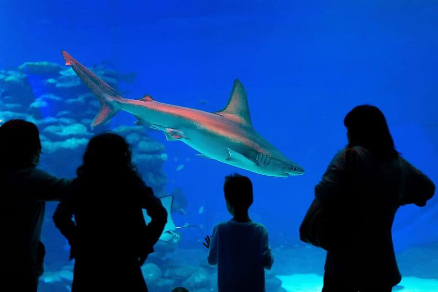 Antalya: Aquarium and Wax Museum Entry Ticket - Plan several hours, not a quick stop