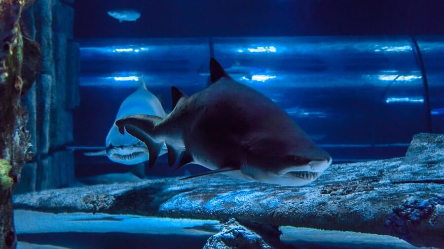 Antalya: Aquarium and Wax Museum Entry Ticket - Should you book the Antalya Aquarium and Wax Museum?
