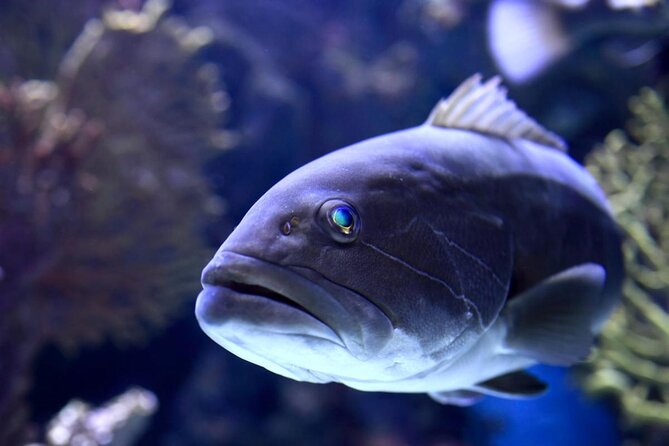 Antalya: Aquarium, Wax Museum & Combo Package Options - Two Antalya attractions under one roof