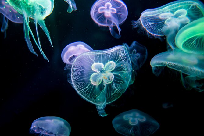 Antalya: Aquarium, Wax Museum & Combo Package Options - Who will get the most from this outing