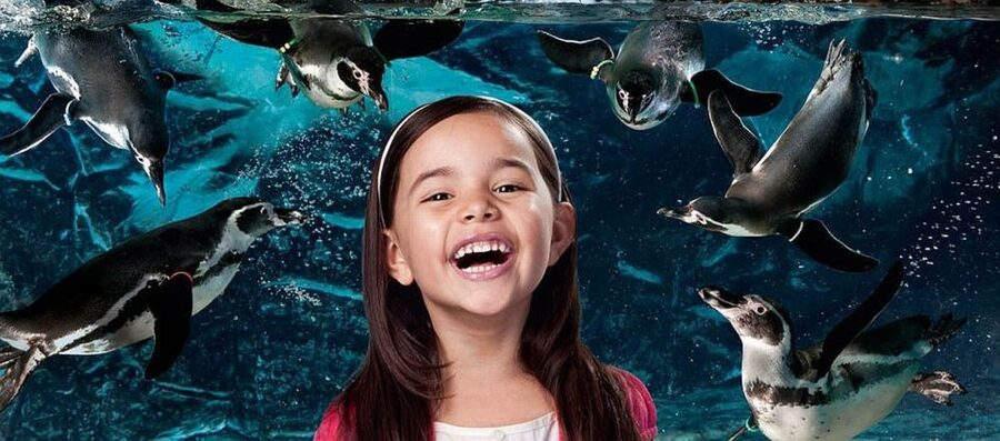 Aquarium of Cattolica Entry Ticket - What the $25 ticket is really worth