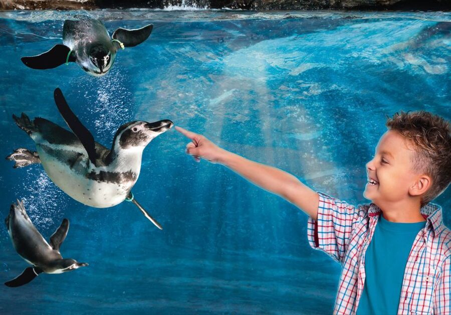Aquarium of Cattolica Entry Ticket - The Blue route puts sharks and penguins first