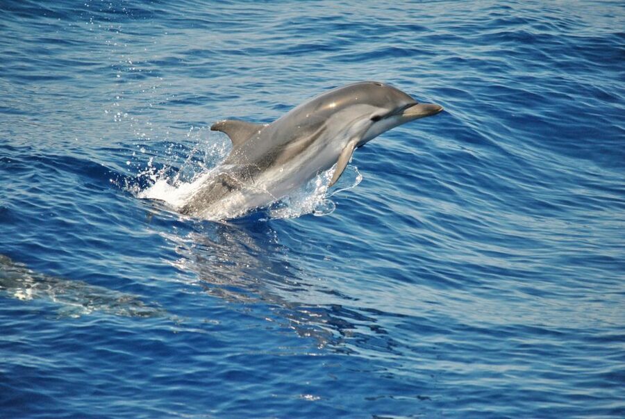 Aquarium of Genoa Ticket and Whale Watching Cruise - Genoa’s Aquarium gives you a strong first look