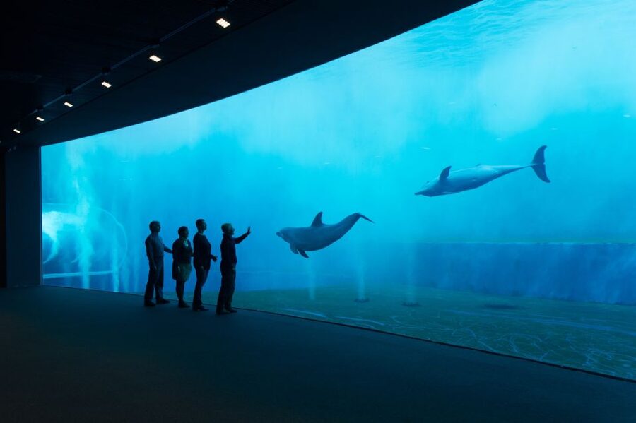 Aquarium of Genoa Ticket and Whale Watching Cruise - A marine biologist makes the search more useful