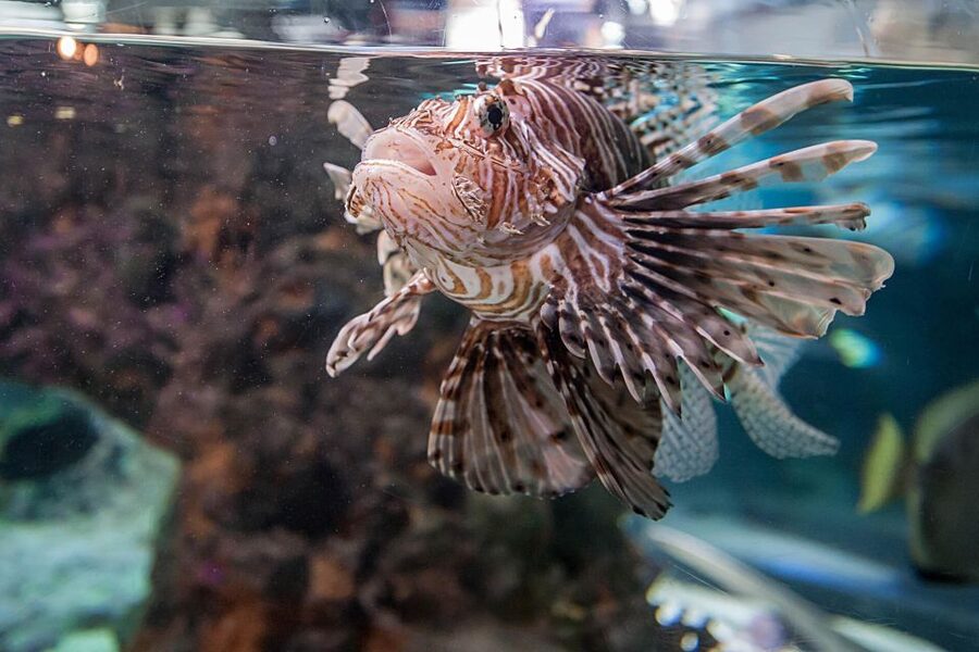 Aquarium of Genoa Ticket and Whale Watching Cruise - FAQ