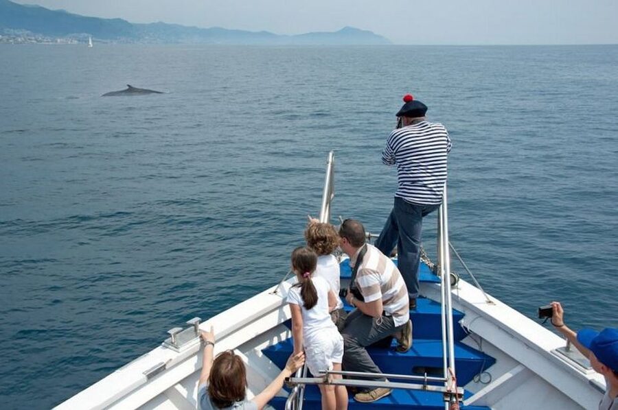 Aquarium of Genoa Ticket and Whale Watching Cruise - The Pelagos Sanctuary is the real stage