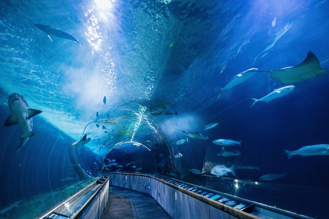 Aquarium of the Bay General Admission Ticket - Making the ticket fit your San Francisco day