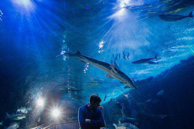 Aquarium of the Bay General Admission Ticket - Families, toddlers, and accessibility