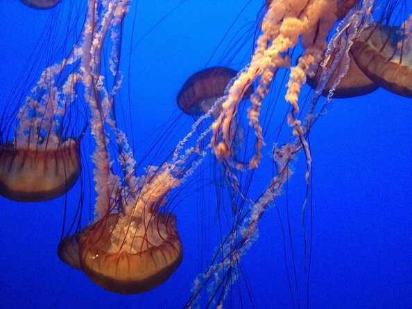Aquarium of the Bay VIP Experience - Key points to know before booking
