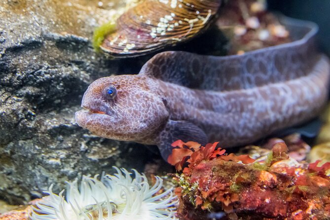 Aquarium of the Bay VIP Experience - Walking through Aquarium of the Bay with a guide