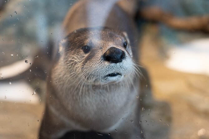 Aquarium of the Bay VIP Experience - Sharks, rays, tunnels, and the otter finale