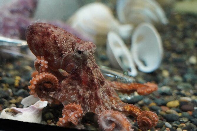 Aquarium of the Bay VIP Experience - Who will enjoy this morning experience most