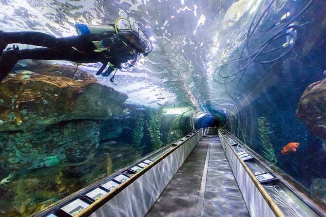 Aquarium of the Bay VIP Experience - What the animal care work adds