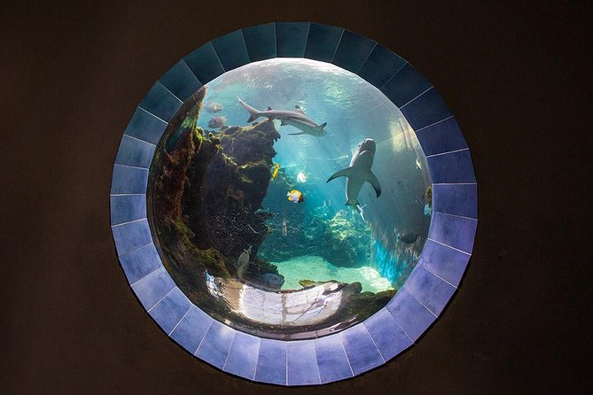 Aquarium Package in Nouméa's with Admission with Hop-on Hop-Off - Why the Aquarium des Lagons is worth your port time